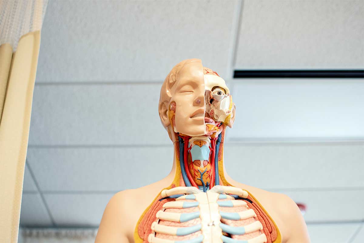 plastic human anatomy skeleton