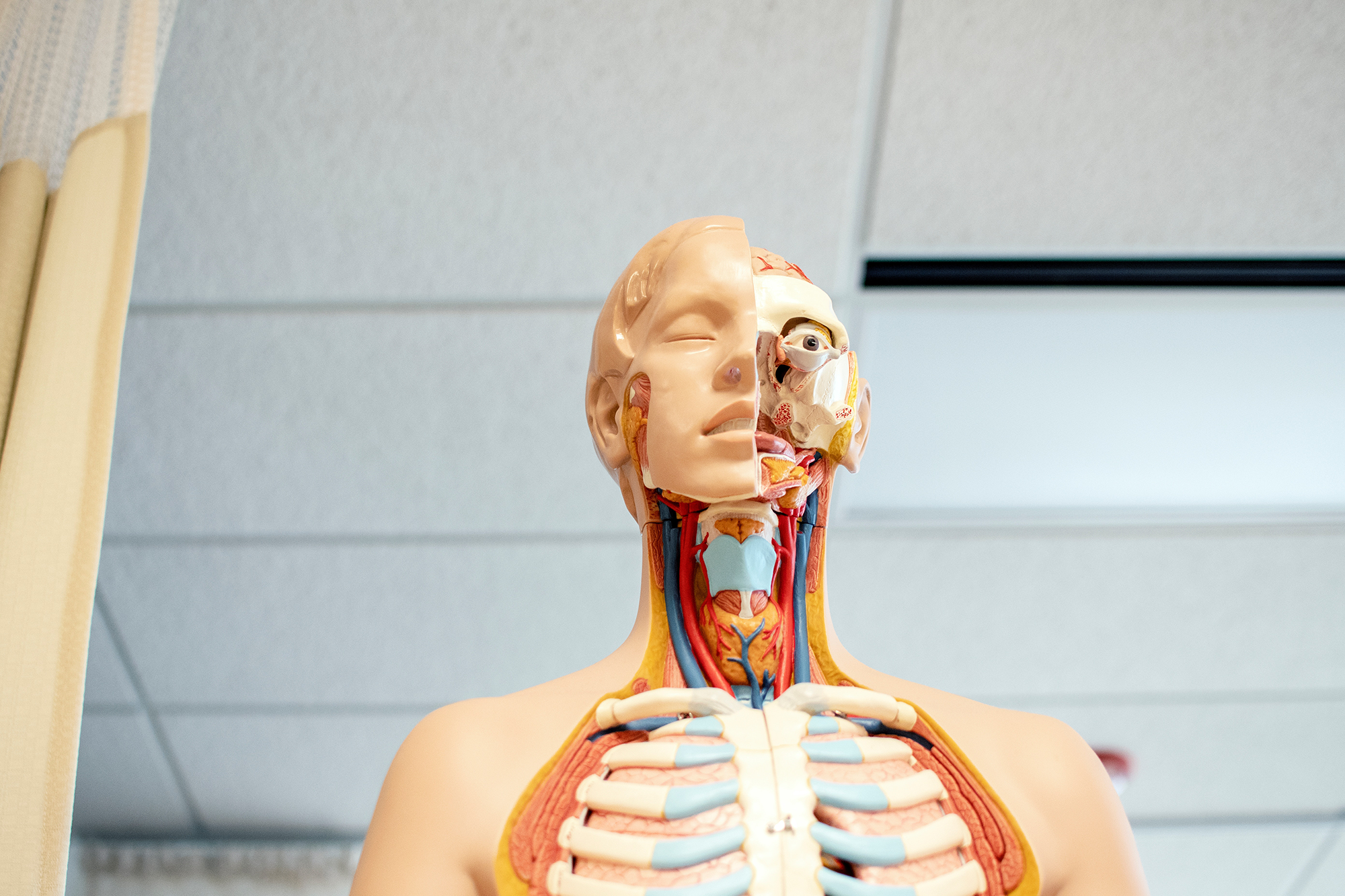 human anatomy sculpture